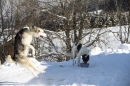 Schlittenhunderennen-Bernau-04022012-Bodensee-Community-Seechat_de_801.jpg