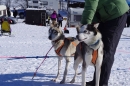 Schlittenhunderennen-Bernau-04022012-Bodensee-Community-seechat_de_100.jpg