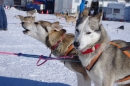 Schlittenhunderennen-Bernau-04022012-Bodensee-Community-seechat_de_101.jpg