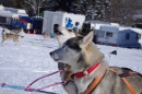 Schlittenhunderennen-Bernau-04022012-Bodensee-Community-seechat_de_102.jpg