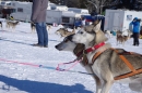 Schlittenhunderennen-Bernau-04022012-Bodensee-Community-seechat_de_104.jpg