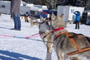 Schlittenhunderennen-Bernau-04022012-Bodensee-Community-seechat_de_106.jpg