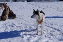 Schlittenhunderennen-Bernau-04022012-Bodensee-Community-seechat_de_116.jpg