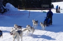 Schlittenhunderennen-Bernau-04022012-Bodensee-Community-seechat_de_12.jpg