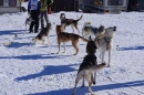 Schlittenhunderennen-Bernau-04022012-Bodensee-Community-seechat_de_122.jpg