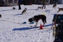 Schlittenhunderennen-Bernau-04022012-Bodensee-Community-seechat_de_125.jpg