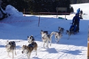 Schlittenhunderennen-Bernau-04022012-Bodensee-Community-seechat_de_13.jpg