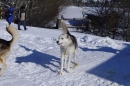 Schlittenhunderennen-Bernau-04022012-Bodensee-Community-seechat_de_18.jpg
