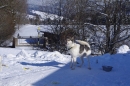 Schlittenhunderennen-Bernau-04022012-Bodensee-Community-seechat_de_21.jpg