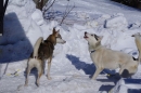 Schlittenhunderennen-Bernau-04022012-Bodensee-Community-seechat_de_28.jpg