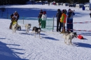 Schlittenhunderennen-Bernau-04022012-Bodensee-Community-seechat_de_88.jpg