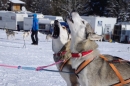 Schlittenhunderennen-Bernau-04022012-Bodensee-Community-seechat_de_98.jpg