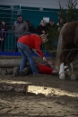 Pferd-Bodensee-18022012-Bodensee-Community-seechat_de-_03.JPG