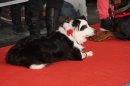 Hundemesse-Mein-Hund-Ravensburg-260212-Bodensee-Community-SEECHAT_DE-IMG_9076.JPG