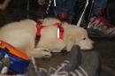 Hundemesse-Mein-Hund-Ravensburg-260212-Bodensee-Community-SEECHAT_DE-IMG_9100.JPG