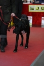 Hundemesse-Mein-Hund-Ravensburg-260212-Bodensee-Community-SEECHAT_DE-IMG_9154.JPG