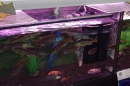 Messe-Friedrichshafen-Aqua-Fisch-11032012-Bodensee-Community-Seechat_DE_29.jpg