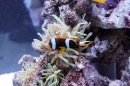 X2-Aquafisch-Messe-Friedrichshafen-110312-Bodensee-Community-seechat_de-_04.JPG