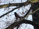 Insel-Mainau-23-03-2012-Bodensee-Community-SEECHAT_DE-_102.JPG