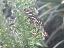 Insel-Mainau-23-03-2012-Bodensee-Community-SEECHAT_DE-_36.JPG