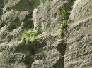 Marienschlucht-Wanderung-27042012-Bodensee-Community_SEECHAT_DE-IMG_8666.JPG