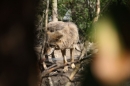 Zoo-Zuerich-26042012-Bodensee-Community_SEECHAT_DE-_104.jpg