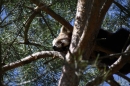 Zoo-Zuerich-26042012-Bodensee-Community_SEECHAT_DE-_106.jpg