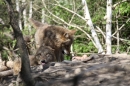 Zoo-Zuerich-26042012-Bodensee-Community_SEECHAT_DE-_107.jpg