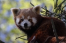Zoo-Zuerich-26042012-Bodensee-Community_SEECHAT_DE-_108.jpg