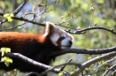 Zoo-Zuerich-26042012-Bodensee-Community_SEECHAT_DE-_109.jpg