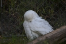 Zoo-Zuerich-26042012-Bodensee-Community_SEECHAT_DE-_113.jpg