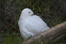 Zoo-Zuerich-26042012-Bodensee-Community_SEECHAT_DE-_114.jpg