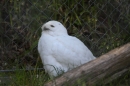 Zoo-Zuerich-26042012-Bodensee-Community_SEECHAT_DE-_115.jpg