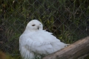 Zoo-Zuerich-26042012-Bodensee-Community_SEECHAT_DE-_116.jpg