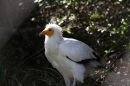 Zoo-Zuerich-26042012-Bodensee-Community_SEECHAT_DE-_117.jpg