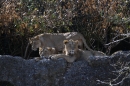 Zoo-Zuerich-26042012-Bodensee-Community_SEECHAT_DE-_118.jpg