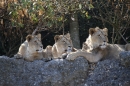 Zoo-Zuerich-26042012-Bodensee-Community_SEECHAT_DE-_120.jpg