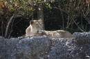 Zoo-Zuerich-26042012-Bodensee-Community_SEECHAT_DE-_122.jpg