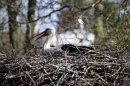 Zoo-Zuerich-26042012-Bodensee-Community_SEECHAT_DE-_125.jpg