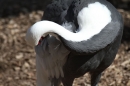 Zoo-Zuerich-26042012-Bodensee-Community_SEECHAT_DE-_126.jpg