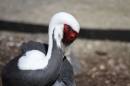 Zoo-Zuerich-26042012-Bodensee-Community_SEECHAT_DE-_127.jpg