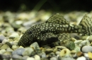 Zoo-Zuerich-26042012-Bodensee-Community_SEECHAT_DE-_144.jpg