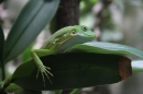 Zoo-Zuerich-26042012-Bodensee-Community_SEECHAT_DE-_147.jpg