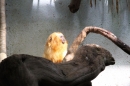 Zoo-Zuerich-26042012-Bodensee-Community_SEECHAT_DE-_159.jpg