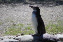 Zoo-Zuerich-26042012-Bodensee-Community_SEECHAT_DE-_61.jpg
