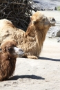 Zoo-Zuerich-26042012-Bodensee-Community_SEECHAT_DE-_95.jpg