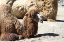 Zoo-Zuerich-26042012-Bodensee-Community_SEECHAT_DE-_96.jpg