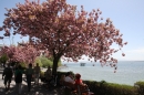 41-Internationale-Bodensee-Flottensternfahrt-Meersburg-28042012-bodens_ee-SEECHAT_DE-IMG_5183.JPG