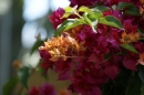 Graefliches-Inselfest-Mainau-170512-Bodensee-Community-SEECHAT_DE-_63.JPG