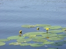 Flohmarkt-Bad-Waldsee-160612-Bodensee-Community-SEECHAT_DE-_49.JPG